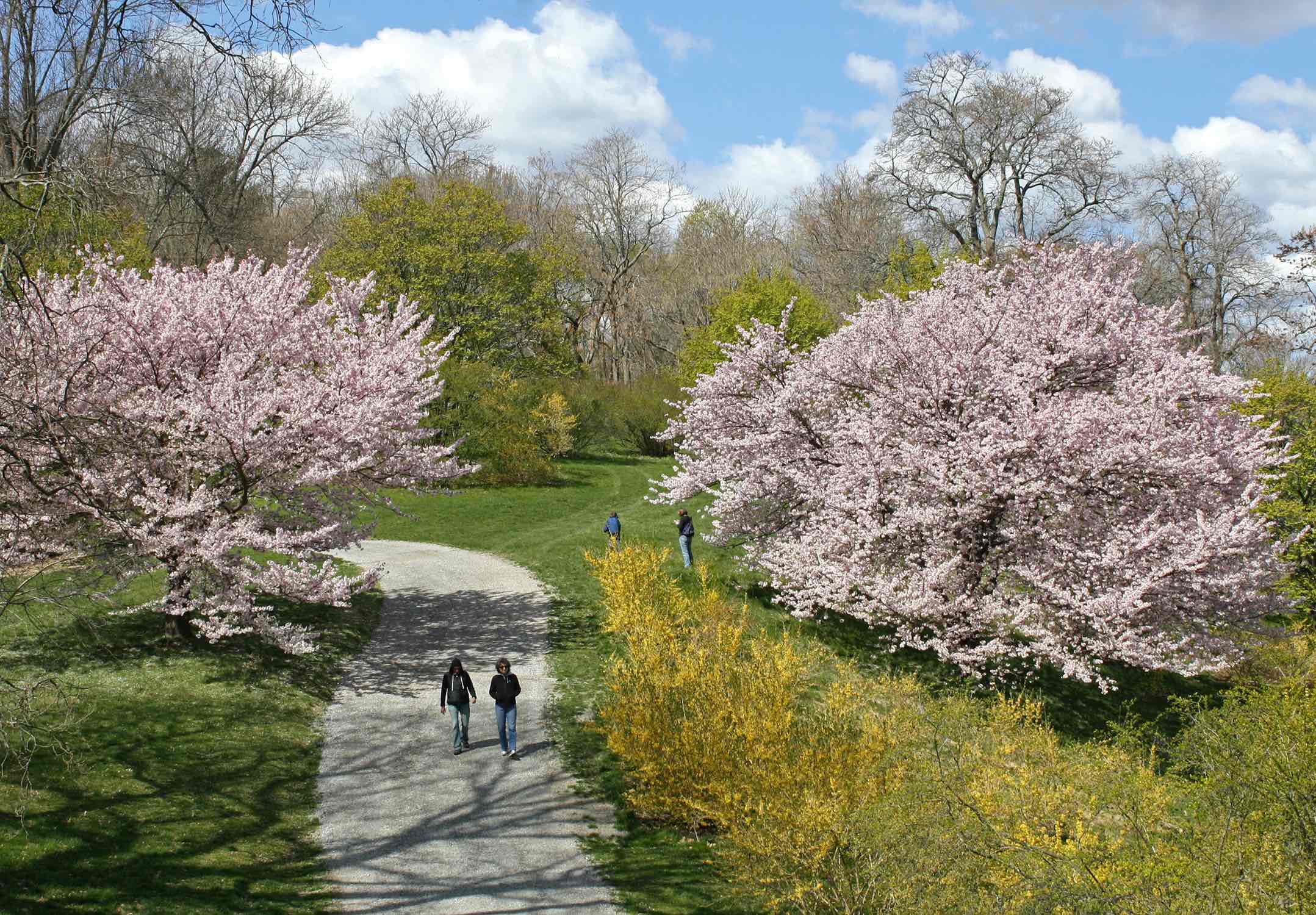 Arnold Arboretum Harvard