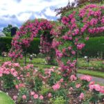 James P Kelleher Rose Garden