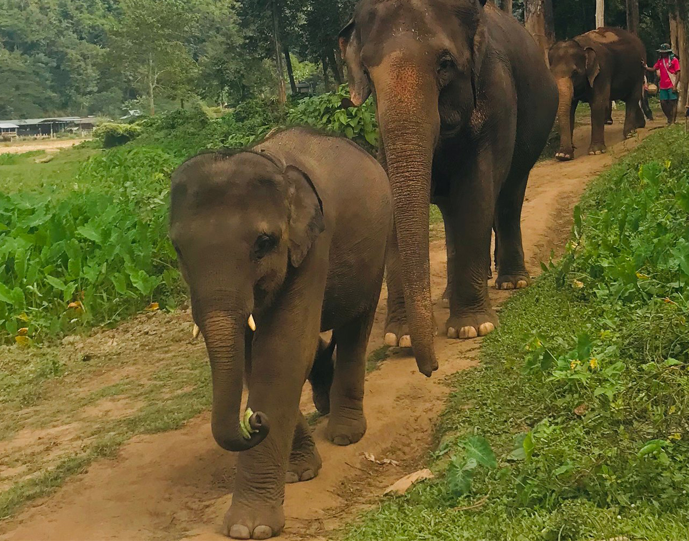 Mai Khao Elephant Home. Happy Elephants. Happy elephant